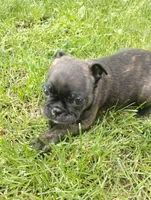 Jake, a male Bugg for sale in Dayton, VA – 2 of 2