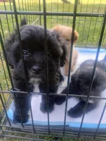 Sammy, a male Shorkie for sale in Dayton, VA – 2 of 3