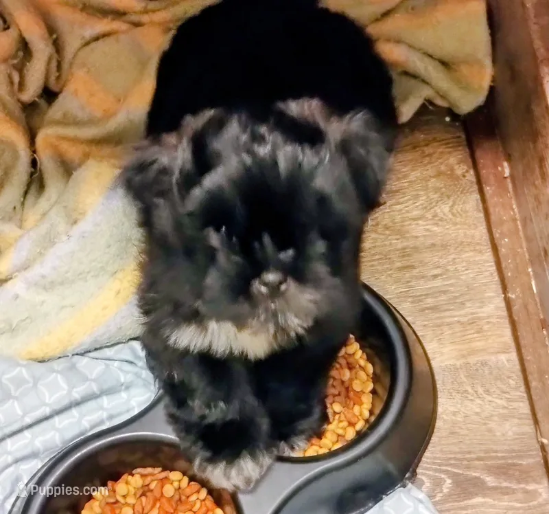 Doogie – Shih Tzu puppy for sale in Dayton, VA