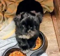 Doogie, a male Shih Tzu for sale in Dayton, VA – 2 of 3