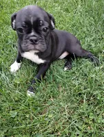 Sam, a male Bugg for sale in Dayton, VA – 1 of 2