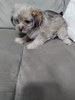 Annie, a female Shorkie for sale in Dayton, VA – 4 of 4