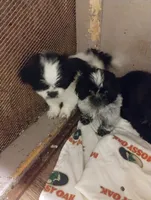 Sammy, a male Shih Tzu for sale in Dayton, VA – 2 of 2