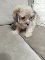 Annie, a female Shorkie for sale in Dayton, VA – 2 of 4