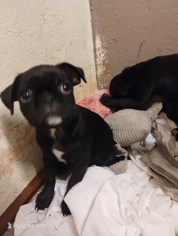 Burnie – Bugg puppy for sale in Dayton, VA