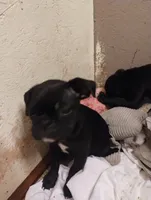 Burnie, a male Bugg for sale in Dayton, VA – 2 of 2