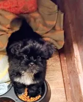 Doogie, a male Shih Tzu for sale in Dayton, VA – 3 of 3