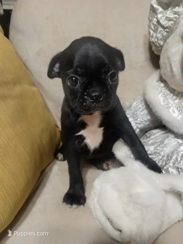 Dotty – Bugg puppy for sale in Dayton, VA