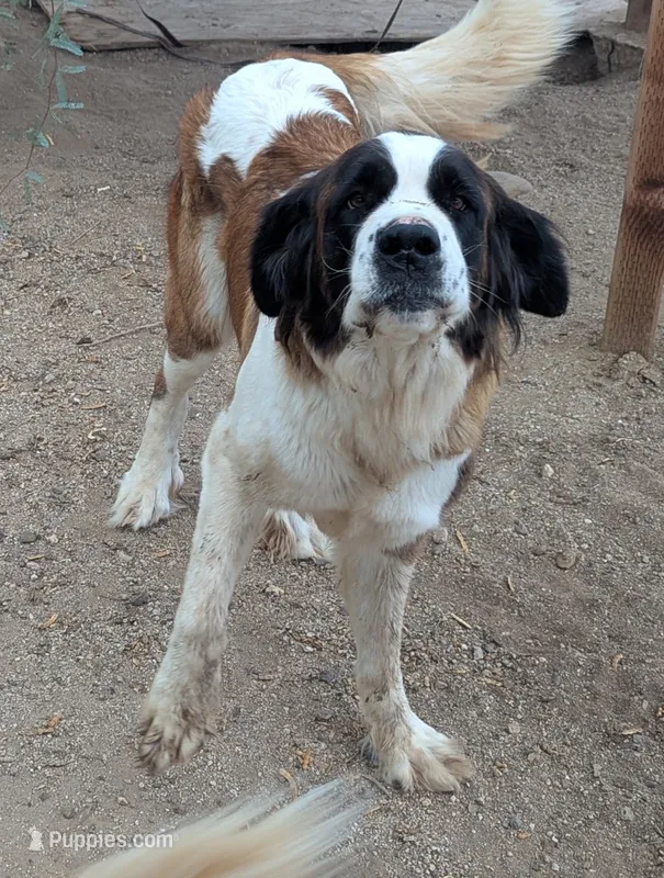 AKC Breeder Oakley – Saint Bernard puppy for sale in Safford, AZ