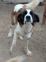 AKC Breeder Oakley, a female Saint Bernard for sale in Safford, AZ – 1 of 1