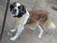 AKC Breeder Winnie, a female Saint Bernard for sale in Safford, AZ – 1 of 1