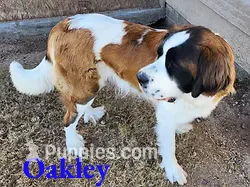 AKC Oakley – Saint Bernard puppy for sale in Safford, AZ