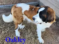 AKC Oakley, a female Saint Bernard for sale in Safford, AZ – 1 of 1