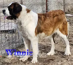 AKC Winnie – Saint Bernard puppy for sale in Safford, AZ