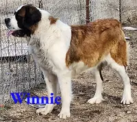 AKC Winnie, a female Saint Bernard for sale in Safford, AZ – 1 of 1