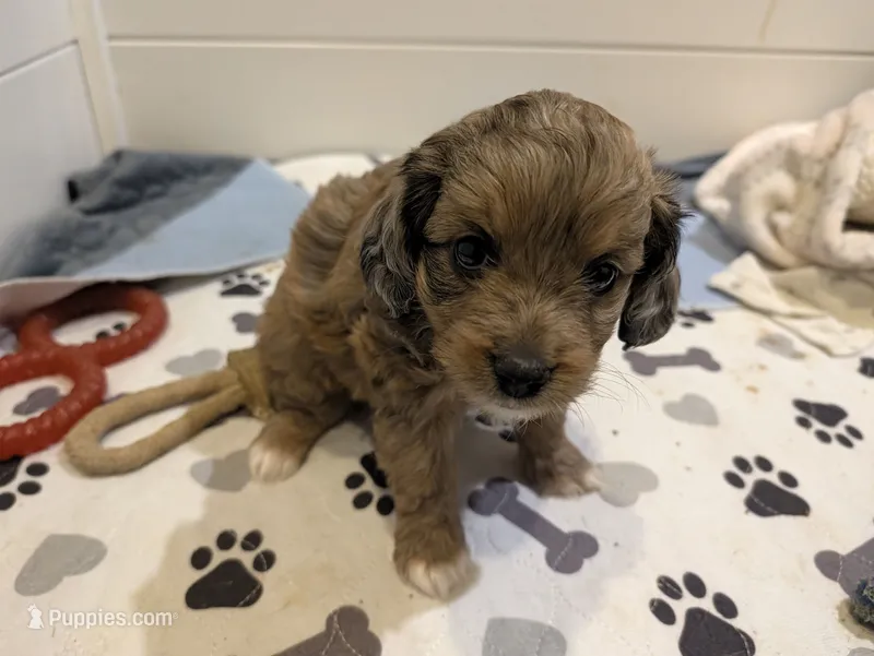 Pumpkin – Aussiedoodle, Miniature Aussiedoodle puppy for sale in Yoder, CO