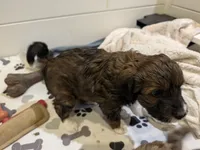 Wednesday, a female Aussiedoodle and Miniature Aussiedoodle for sale in Yoder, CO – 2 of 4