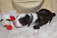 Chloe, a female Miniature Aussiedoodle for sale in Yoder, CO – Photo 3 of 6