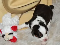 Chloe, a female Miniature Aussiedoodle for sale in Yoder, CO – Photo 2 of 6