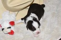 Chloe, a female Miniature Aussiedoodle for sale in Yoder, CO – Photo 4 of 6