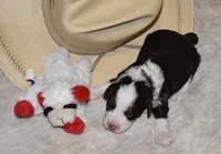 Chloe, a female Miniature Aussiedoodle for sale in Yoder, CO – Photo 6 of 6