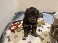Maple, a female Aussiedoodle and Miniature Aussiedoodle for sale in Yoder, CO – 2 of 3
