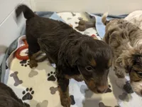 Maple, a female Aussiedoodle and Miniature Aussiedoodle for sale in Yoder, CO – 1 of 3