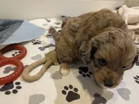 Pumpkin, a female Aussiedoodle and Miniature Aussiedoodle for sale in Yoder, CO – 2 of 3