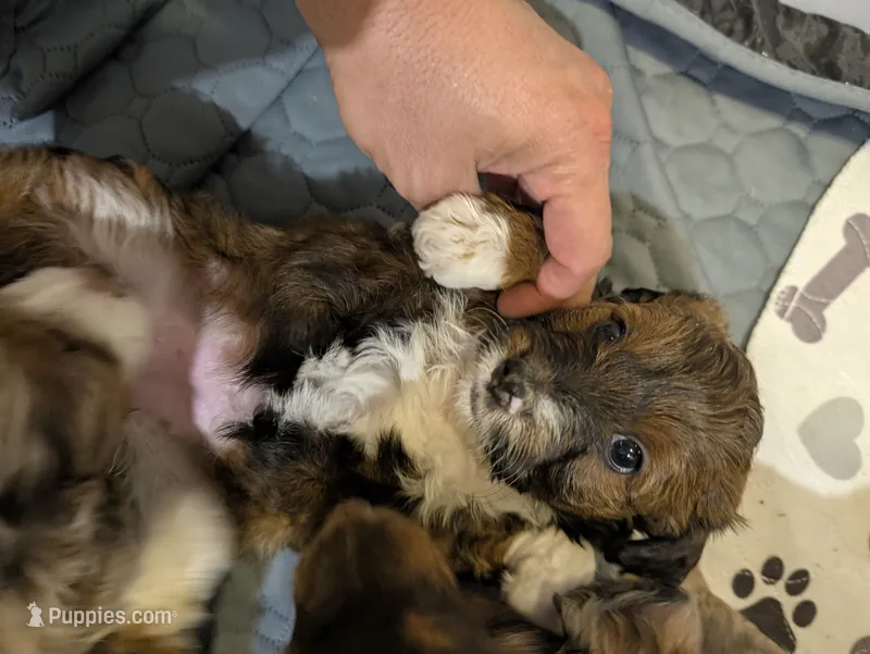 Wednesday – Aussiedoodle, Miniature Aussiedoodle puppy for sale in Yoder, CO