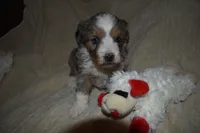 molly, a female Miniature Aussiedoodle for sale in Yoder, CO – Photo 8 of 9