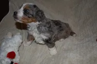 molly, a female Miniature Aussiedoodle for sale in Yoder, CO – Photo 3 of 9