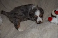 molly, a female Miniature Aussiedoodle for sale in Yoder, CO – Photo 4 of 9
