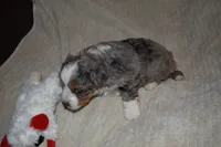 molly, a female Miniature Aussiedoodle for sale in Yoder, CO – Photo 9 of 9