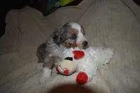 molly, a female Miniature Aussiedoodle for sale in Yoder, CO – Photo 7 of 9