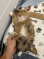 Pumpkin, a female Aussiedoodle and Miniature Aussiedoodle for sale in Yoder, CO – 3 of 3
