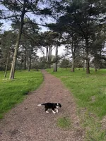 Mona, a female Cavalier King Charles Spaniel for sale in San Francisco, CA – Photo 4 of 4