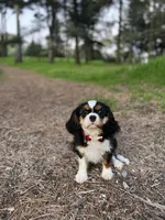 Mona, a female Cavalier King Charles Spaniel for sale in San Francisco, CA – Photo 3 of 4
