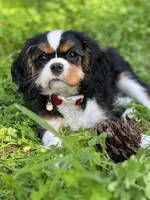 Mona, a female Cavalier King Charles Spaniel for sale in San Francisco, CA – Photo 2 of 4