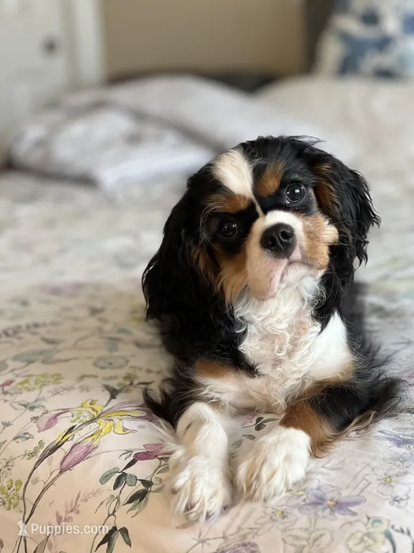 Mona – Cavalier King Charles Spaniel puppy for sale in San Francisco, CA