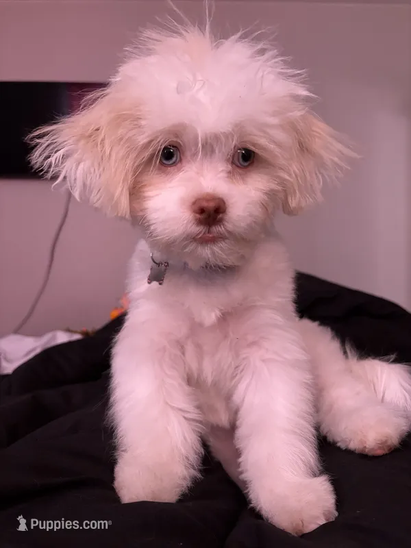 Nola – Shih Tzu puppy for sale in Biloxi, MS
