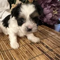Oscar, a male Biewer for sale in Silverton, OR – Photo 1 of 9