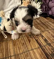 Oscar, a male Biewer for sale in Silverton, OR – Photo 4 of 9