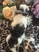 Oscar, a male Biewer for sale in Silverton, OR – Photo 6 of 9