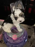 Oscar, a male Biewer for sale in Silverton, OR – Photo 9 of 9