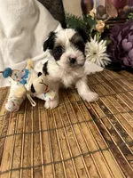 Oscar, a male Biewer for sale in Silverton, OR – Photo 5 of 9