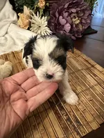 Oscar, a male Biewer for sale in Silverton, OR – Photo 2 of 9