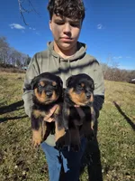 Blue male, a male Rottweiler for sale in Preston, CT – Photo 1 of 5