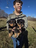 Blue male, a male Rottweiler for sale in Preston, CT – Photo 2 of 5
