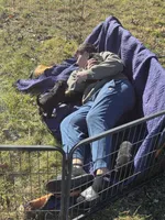 Blue male, a male Rottweiler for sale in Preston, CT – Photo 4 of 5