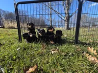 Blue male, a male Rottweiler for sale in Preston, CT – Photo 5 of 5